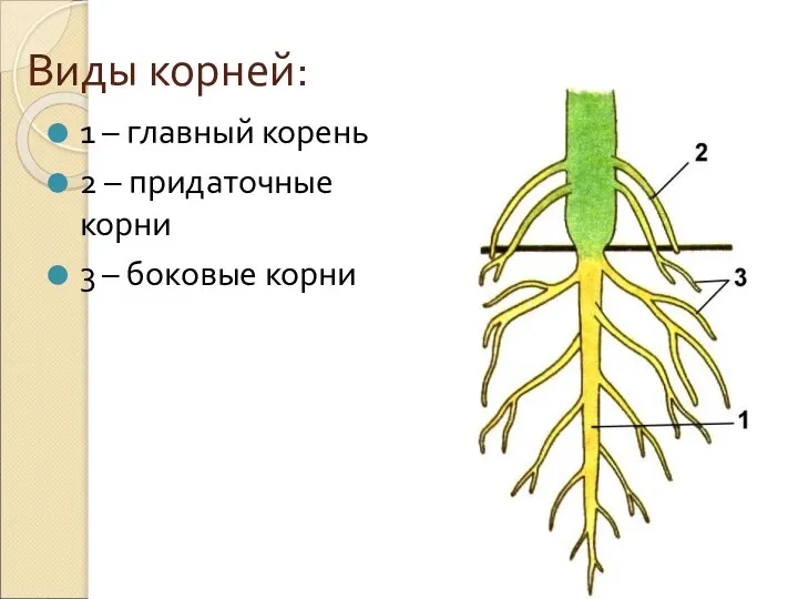 Виды корней: 1 – главный корень 2 – придаточные корни 3 – боковые корни