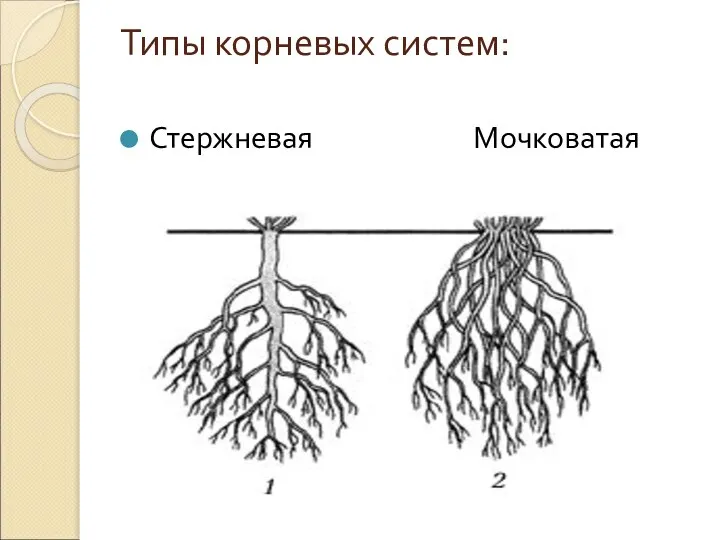 Типы корневых систем: Стержневая Мочковатая