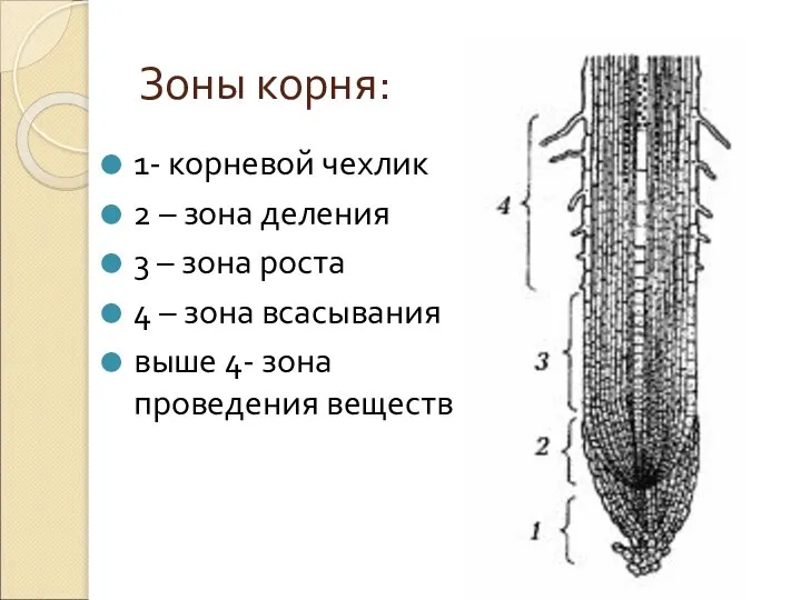 Зоны корня: 1- корневой чехлик 2 – зона деления 3 – зона