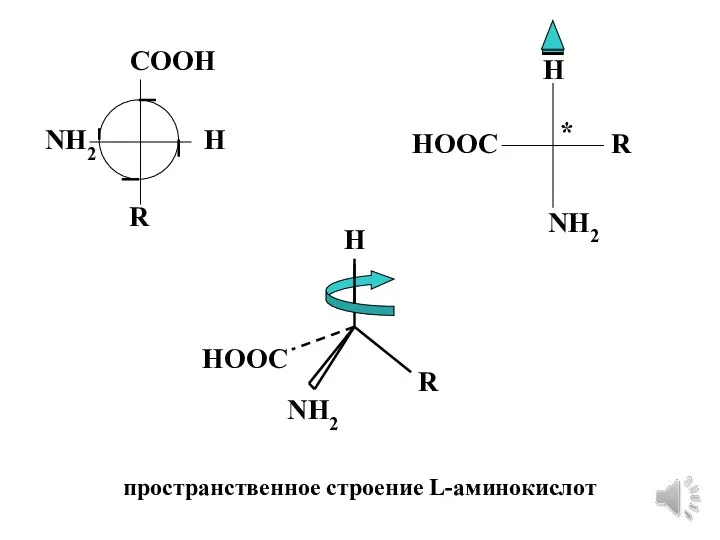 COOH H R NH2 НООC H R NH2 * H R NH2 НООC пространственное строение L-аминокислот