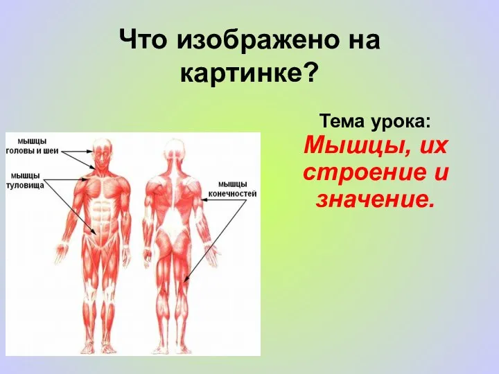 Что изображено на картинке? Тема урока: Мышцы, их строение и значение.