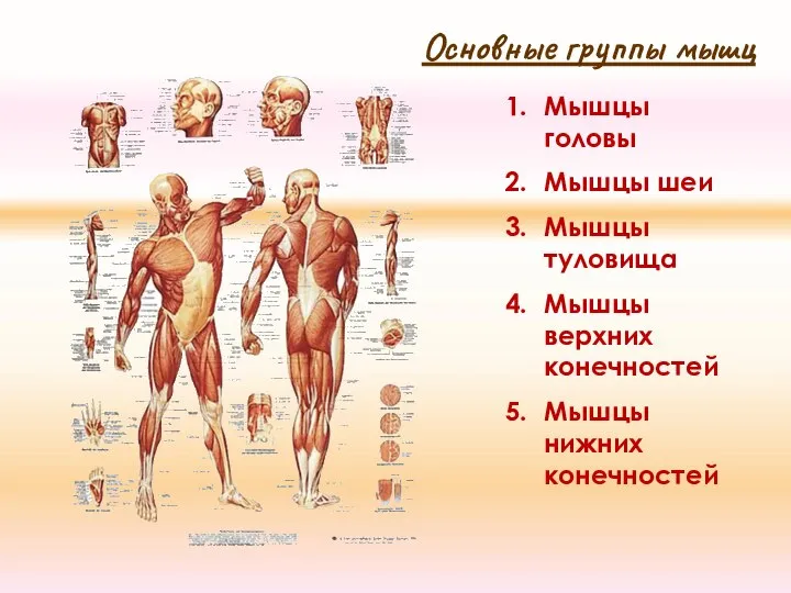 Основные группы мышц Мышцы головы Мышцы шеи Мышцы туловища Мышцы верхних конечностей Мышцы нижних конечностей