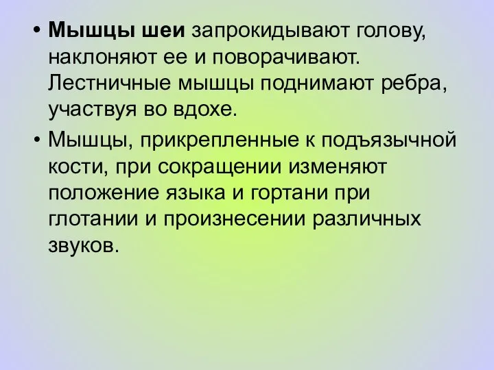 Мышцы шеи запрокидывают голову, наклоняют ее и поворачивают. Лестничные мышцы поднимают ребра,