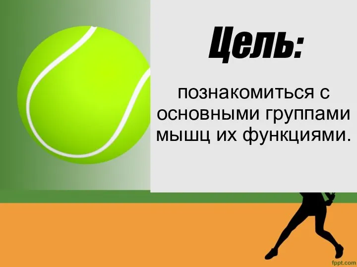 Цель: познакомиться с основными группами мышц их функциями.