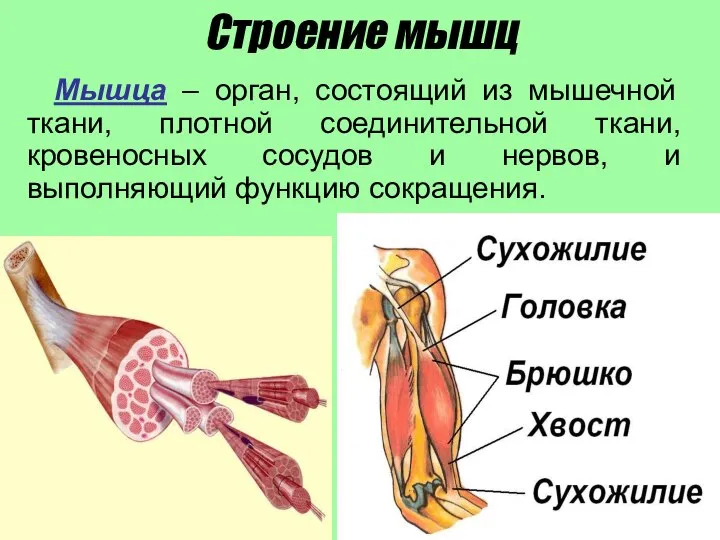 Строение мышц Мышца – орган, состоящий из мышечной ткани, плотной соединительной ткани,