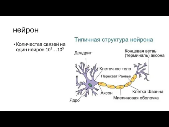 нейрон Количества связей на один нейрон 103…105