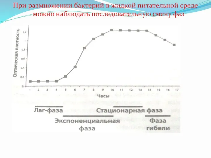 При размножении бактерий в жидкой питательной среде можно наблюдать последовательную смену фаз