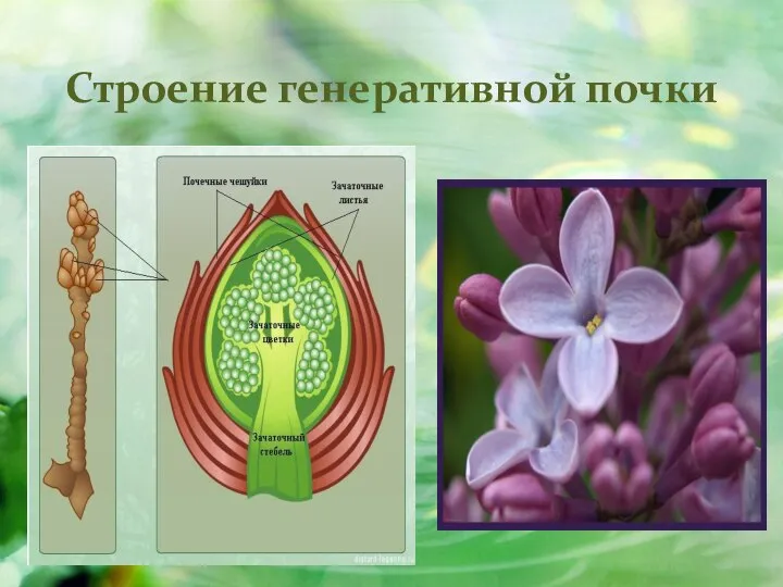 Строение генеративной почки