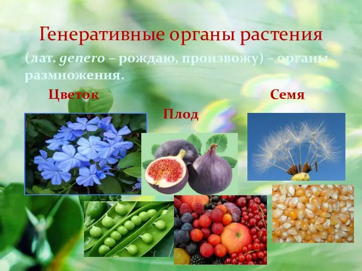 Генеративные органы растения (лат. genero – рождаю, произвожу) – органы размножения. Цветок Семя Плод