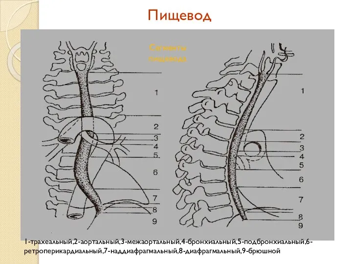 Сегменты пищевода 1-трахеальный,2-аортальный,3-межаортальный,4-бронхиальный,5-подбронхиальный,6-ретроперикардиальный,7-наддиафрагмальный,8-диафрагмальный,9-брюшной Пищевод