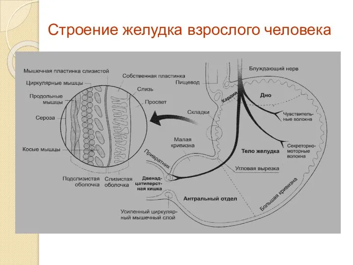 Строение желудка взрослого человека