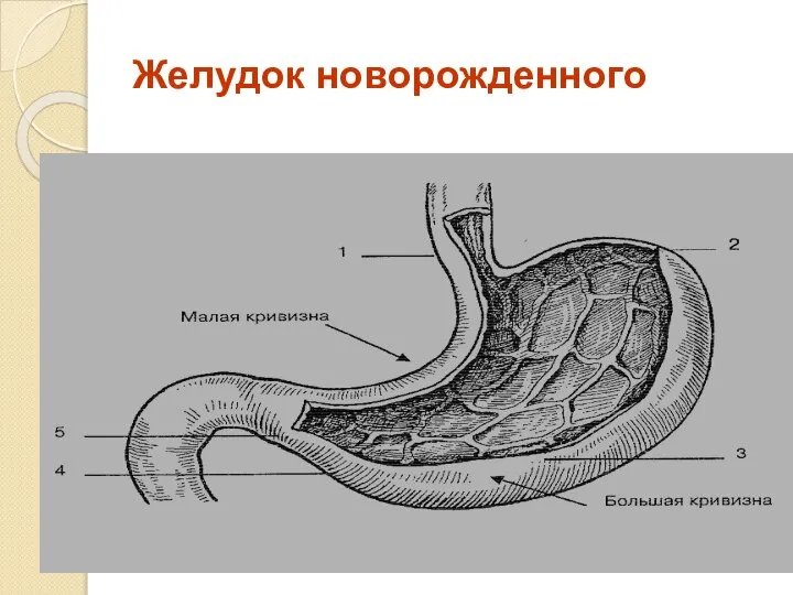 Желудок новорожденного