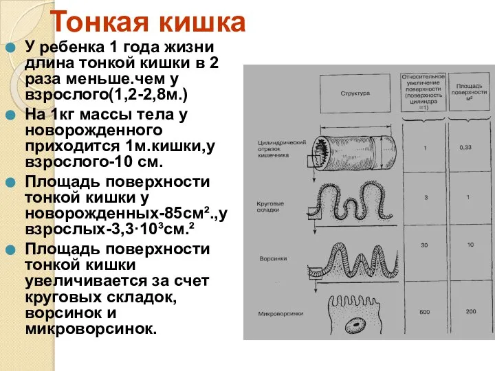 Тонкая кишка У ребенка 1 года жизни длина тонкой кишки в 2