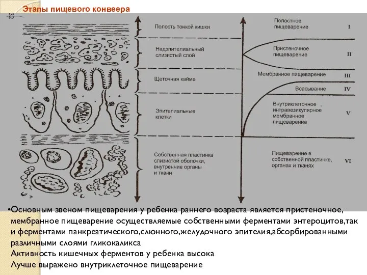 Этапы пищевого конвеера Основным звеном пищеварения у ребенка раннего возраста является пристеночное,мембранное