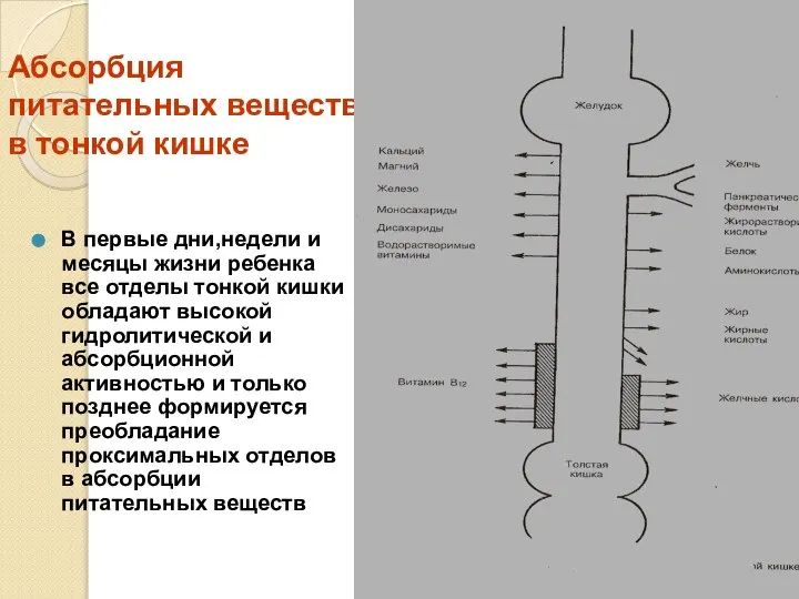 Абсорбция питательных веществ в тонкой кишке В первые дни,недели и месяцы жизни