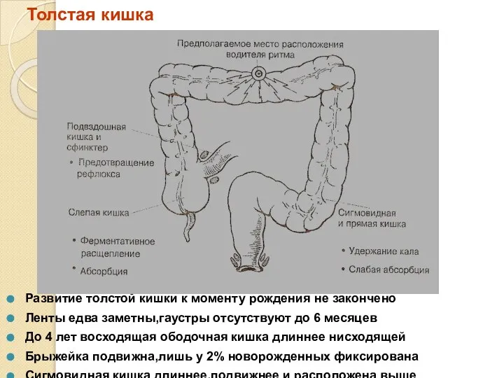 Толстая кишка Развитие толстой кишки к моменту рождения не закончено Ленты едва