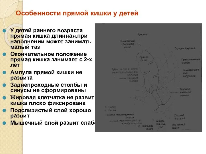 Особенности прямой кишки у детей У детей раннего возраста прямая кишка длинная,при