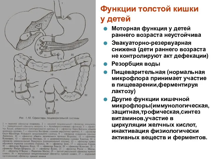 Функции толстой кишки у детей Моторная функция у детей раннего возраста неустойчива