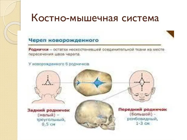 Костно-мышечная система