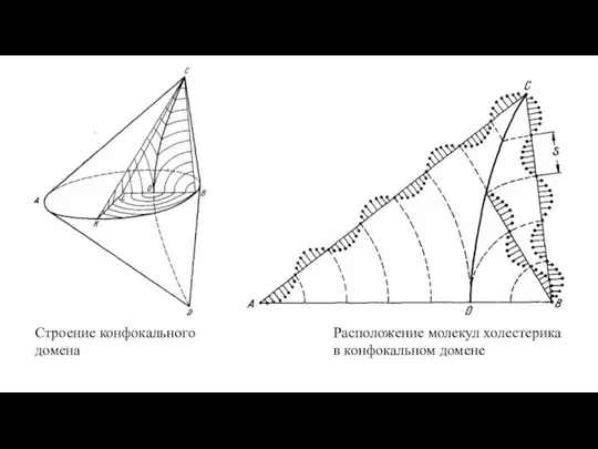 Строение конфокального домена Расположение молекул холестерика в конфокальном домене