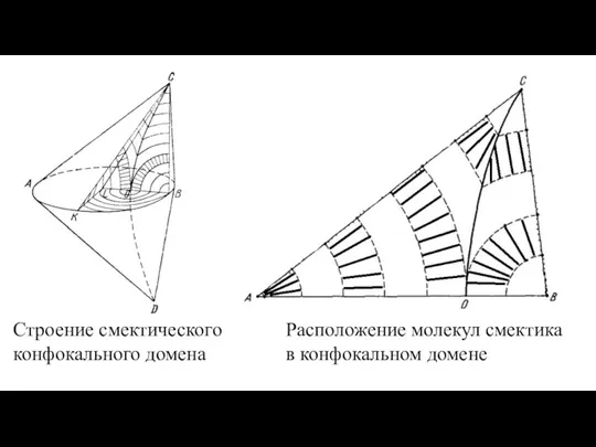 Строение смектического конфокального домена Расположение молекул смектика в конфокальном домене
