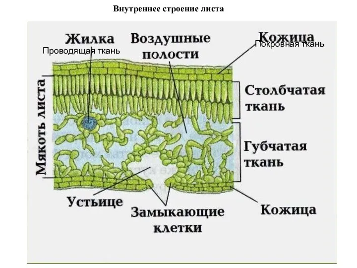 Внутреннее строение листа Покровная ткань Проводящая ткань