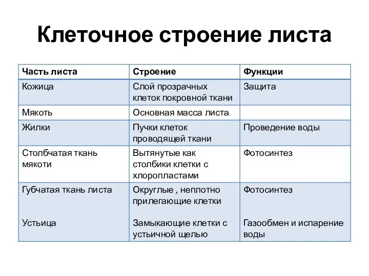 Клеточное строение листа