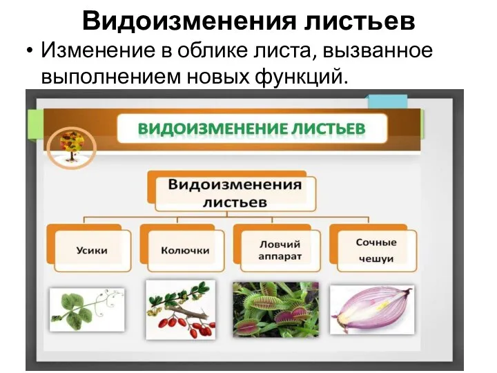 Видоизменения листьев Изменение в облике листа, вызванное выполнением новых функций.