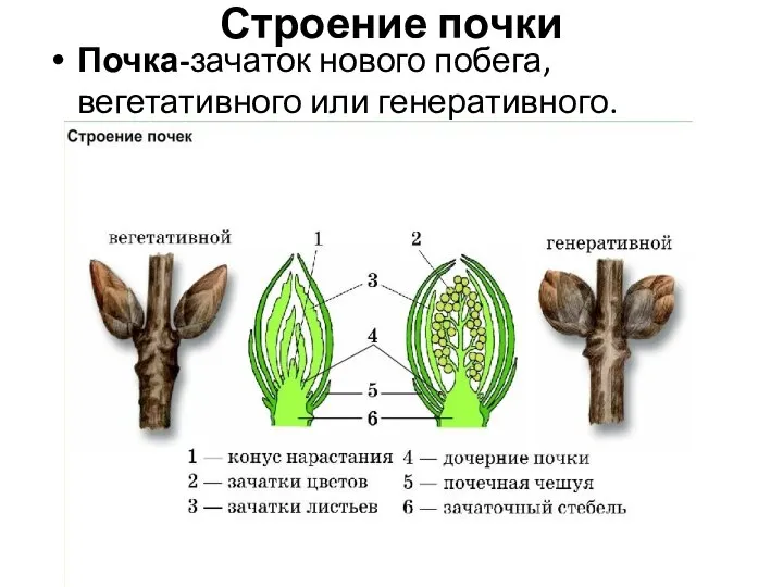 Строение почки Почка-зачаток нового побега, вегетативного или генеративного.