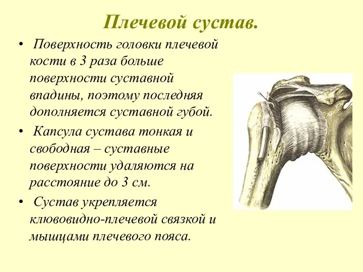 Плечевой сустав. Поверхность головки плечевой кости в 3 раза больше поверхности суставной
