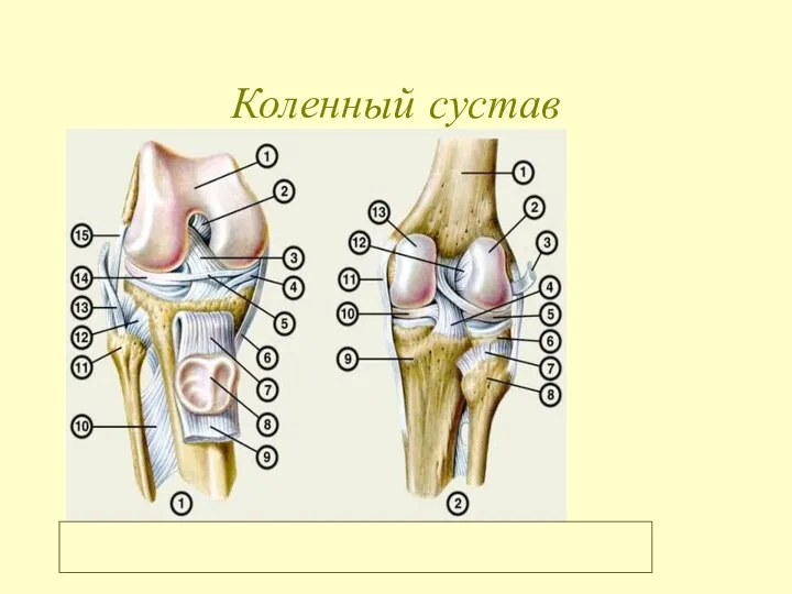 Коленный сустав