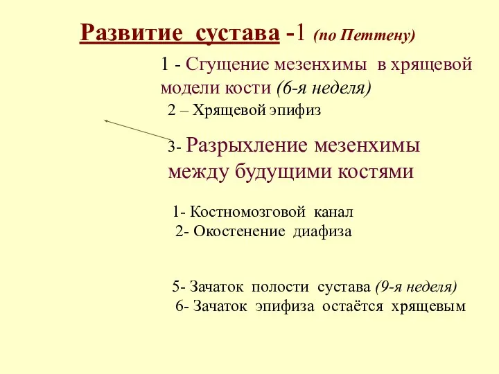 Развитие сустава -1 (по Петтену) 1 - Сгущение мезенхимы в хрящевой модели