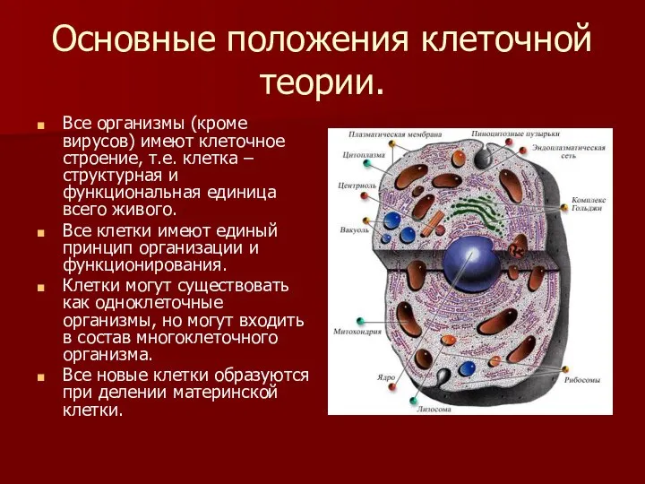 Основные положения клеточной теории. Все организмы (кроме вирусов) имеют клеточное строение, т.е.