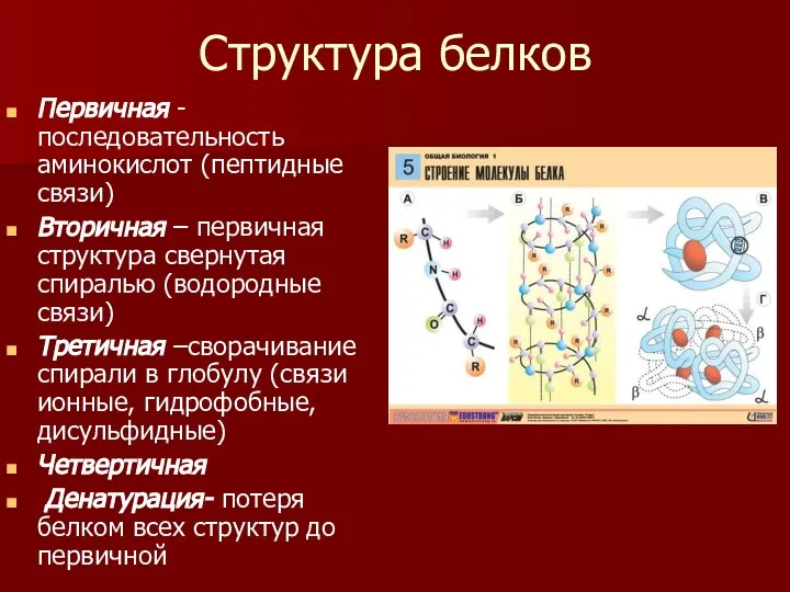 Структура белков Первичная -последовательность аминокислот (пептидные связи) Вторичная – первичная структура свернутая