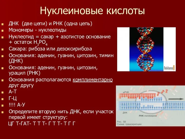 Нуклеиновые кислоты ДНК (две цепи) и РНК (одна цепь) Мономеры - нуклеотиды