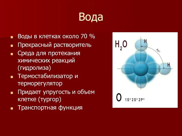 Вода Воды в клетках около 70 % Прекрасный растворитель Среда для протекания