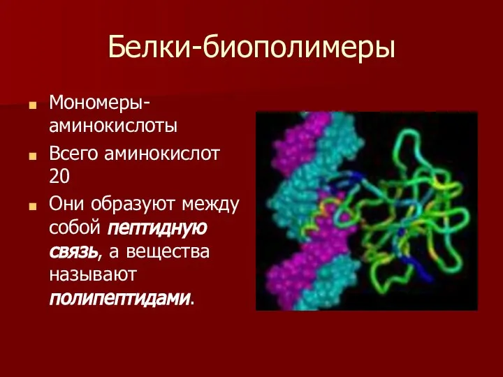 Белки-биополимеры Мономеры-аминокислоты Всего аминокислот 20 Они образуют между собой пептидную связь, а вещества называют полипептидами.