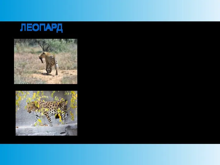 ЛЕОПАРД Это одиночный, преимущественно ночной зверь. Леопарды легко приспосабливаются и живут в