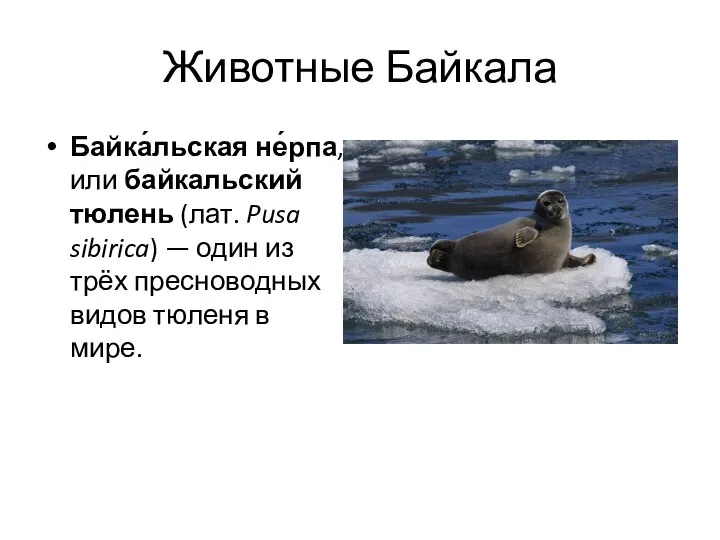 Животные Байкала Байка́льская не́рпа, или байкальский тюлень (лат. Pusa sibirica) — один