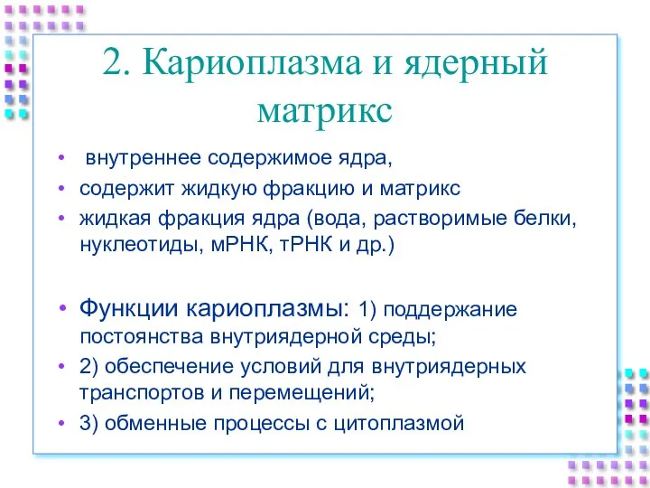 2. Кариоплазма и ядерный матрикс внутреннее содержимое ядра, содержит жидкую фракцию и