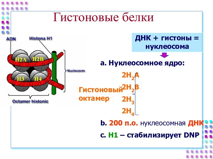 Гистоновые белки ДНК + гистоны = нуклеосома a. Нуклеосомное ядро: 2H2A 2H2B