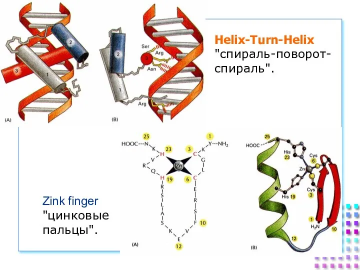 Helix-Turn-Helix "спираль-поворот- спираль". Zink finger "цинковые пальцы".