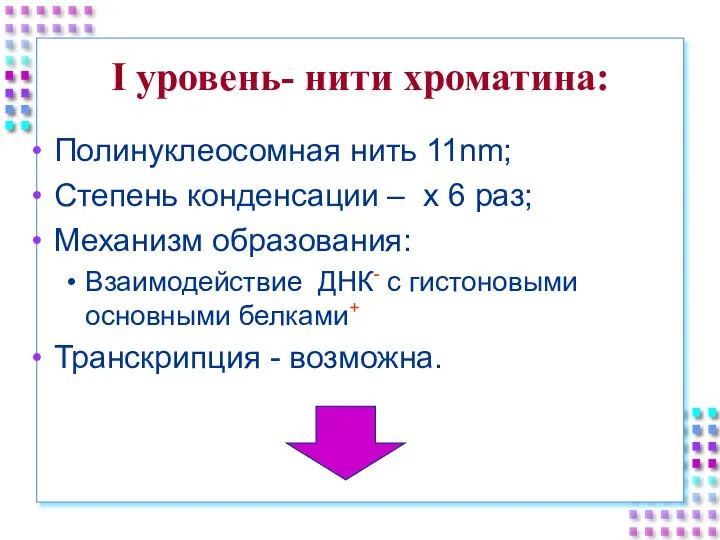 I уровень- нити хроматина: Полинуклеосомная нить 11nm; Степень конденсации – x 6