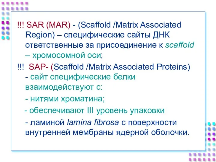 !!! SAR (MAR) - (Scaffold /Matrix Associated Region) – специфические сайты ДНК