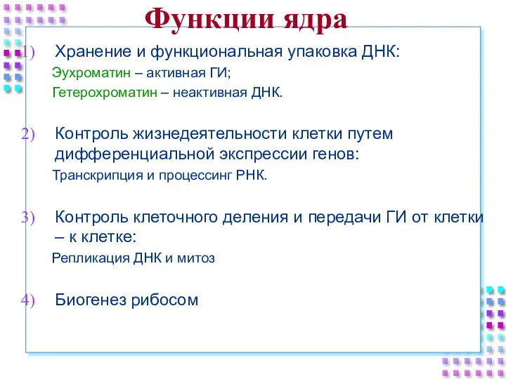 Функции ядра Хранение и функциональная упаковка ДНК: Эухроматин – активная ГИ; Гетерохроматин