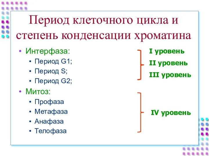 Период клеточного цикла и степень конденсации хроматина Интерфаза: Период G1; Период S;