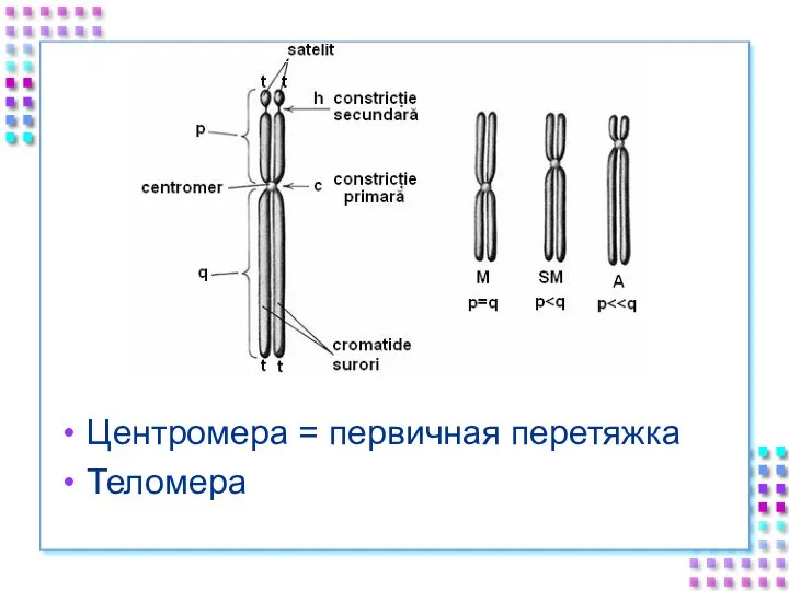 Центромера = первичная перетяжка Теломера