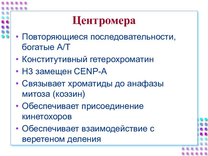 Центромера Повторяющиеся последовательности, богатые A/T Конститутивный гетерохроматин H3 замещен CENP-A Связывает хроматиды