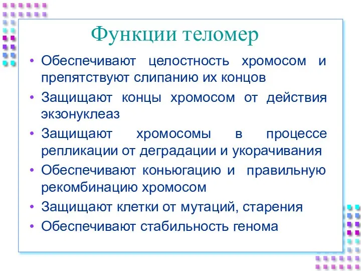 Функции теломер Обеспечивают целостность хромосом и препятствуют слипанию их концов Защищают концы