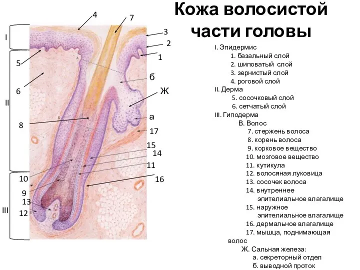 Кожа волосистой части головы I. Эпидермис 1. базальный слой 2. шиповатый слой